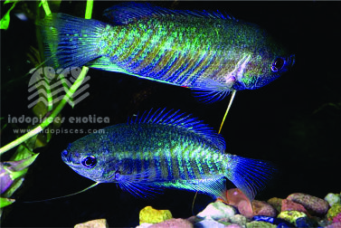 Colisa Fasciata (pair)